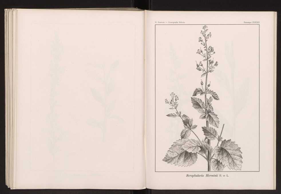 Iconografia selecta da flora portuguesa 138