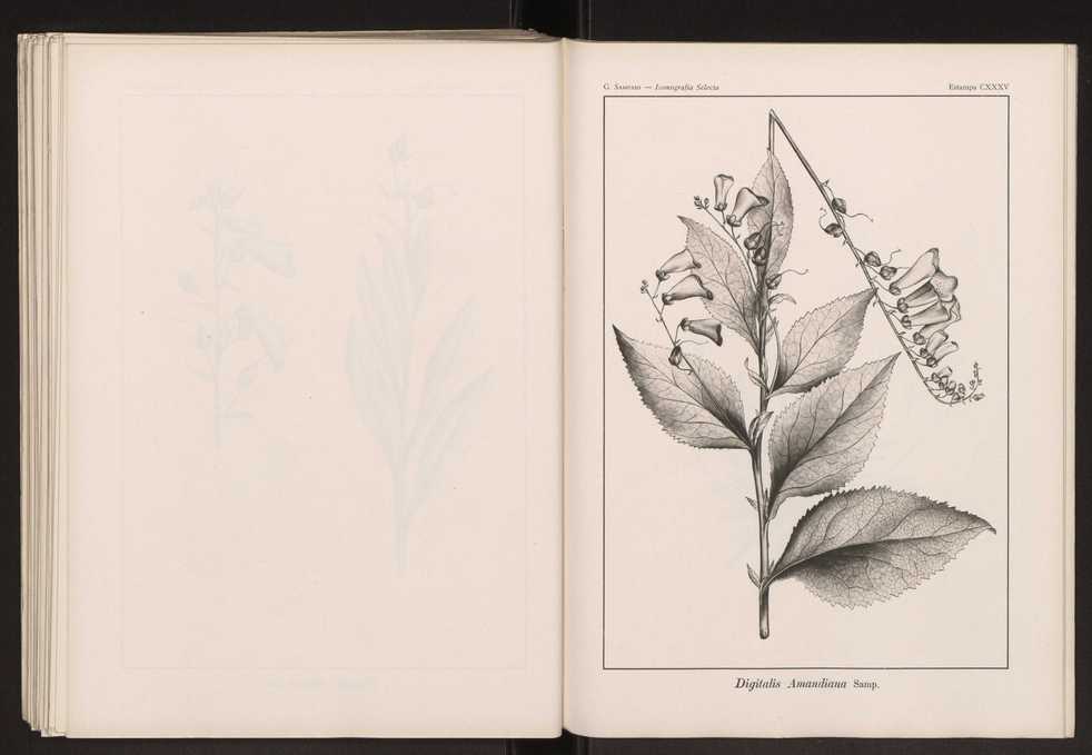Iconografia selecta da flora portuguesa 141
