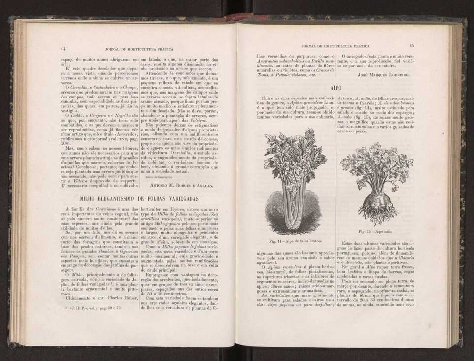Jornal de horticultura prtica XIX 45