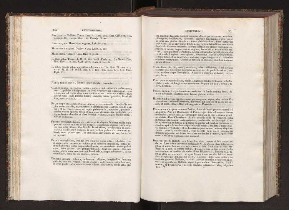 Phytographia lusitaniae selectior, seu novarum rariorum, et aliarum minus cognitarum stirpium, quae in Lusitania sponte' veniunt, ejusdemque floram spectant, descriptiones iconibus illustratae. Vol. 2 44