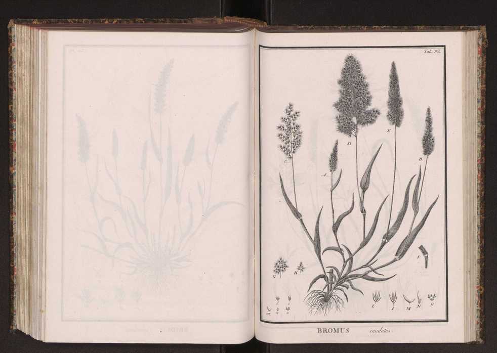 Phytographia lusitaniae selectior, seu novarum rariorum, et aliarum minus cognitarum stirpium, quae in Lusitania sponte' veniunt, ejusdemque floram spectant, descriptiones iconibus illustratae. Vol. 2 232