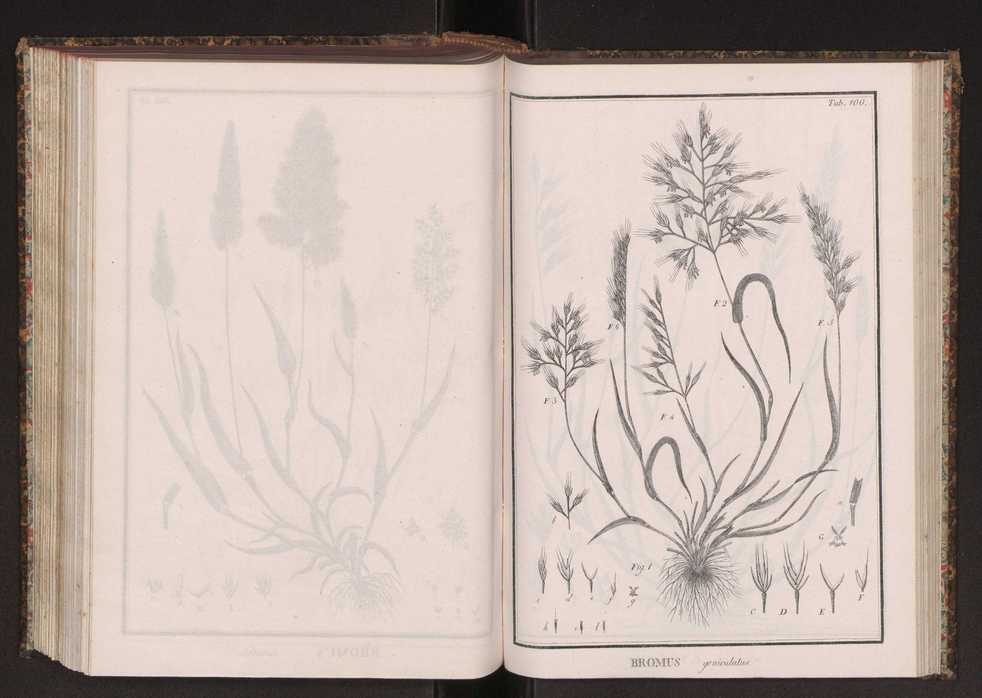 Phytographia lusitaniae selectior, seu novarum rariorum, et aliarum minus cognitarum stirpium, quae in Lusitania sponte' veniunt, ejusdemque floram spectant, descriptiones iconibus illustratae. Vol. 2 233