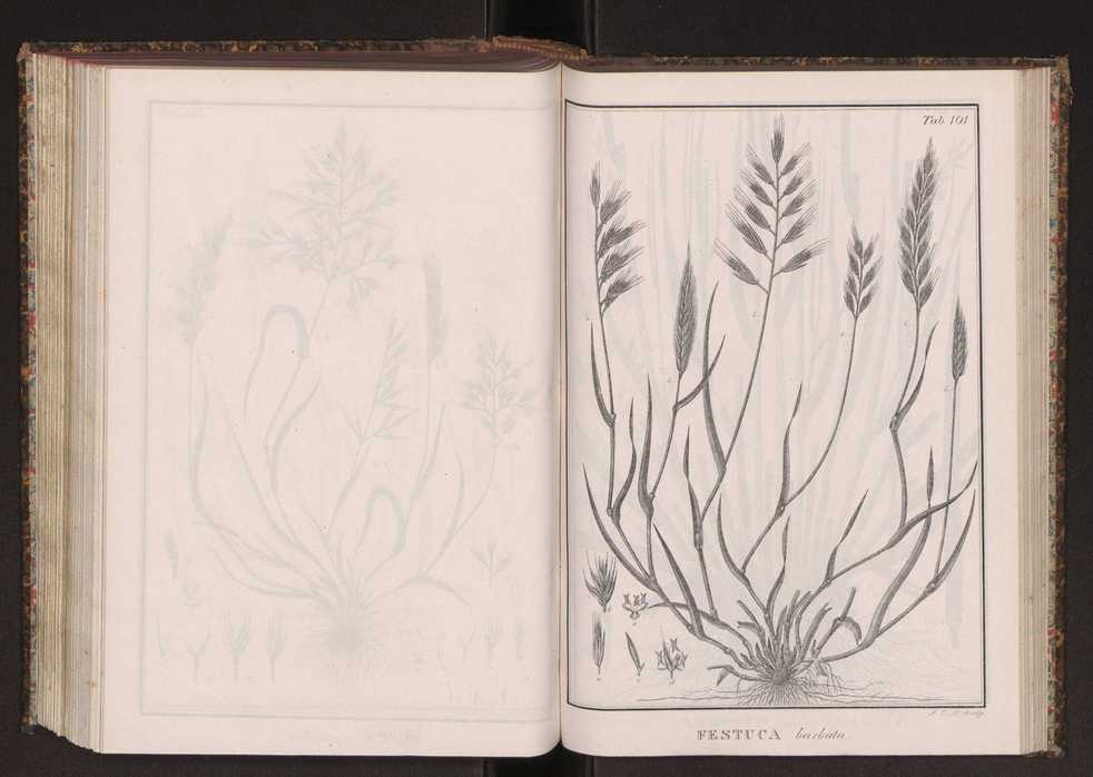 Phytographia lusitaniae selectior, seu novarum rariorum, et aliarum minus cognitarum stirpium, quae in Lusitania sponte' veniunt, ejusdemque floram spectant, descriptiones iconibus illustratae. Vol. 2 234