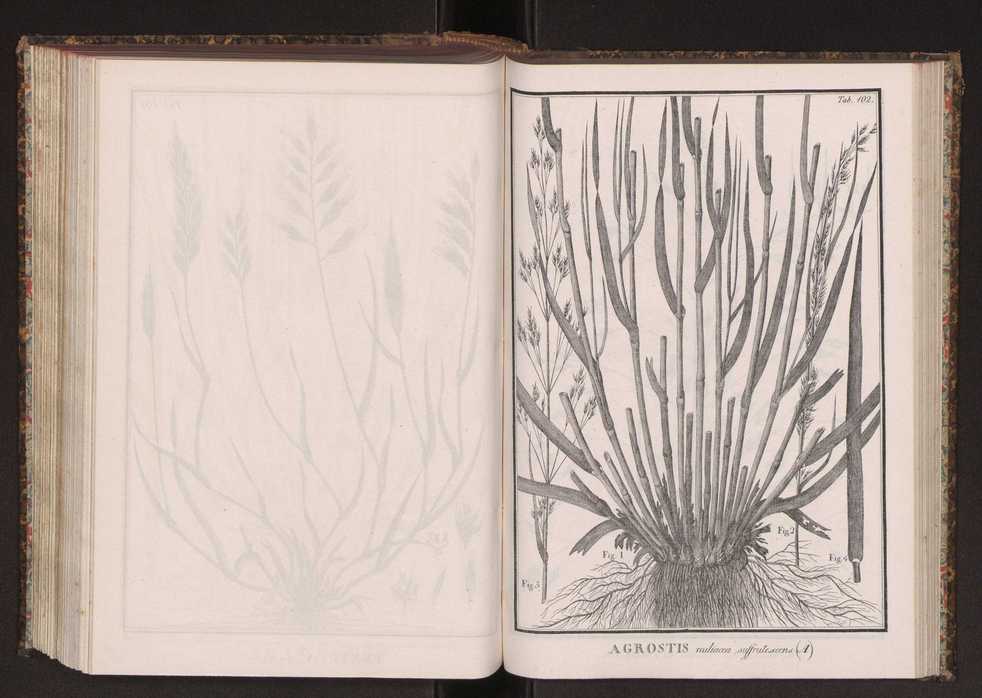 Phytographia lusitaniae selectior, seu novarum rariorum, et aliarum minus cognitarum stirpium, quae in Lusitania sponte' veniunt, ejusdemque floram spectant, descriptiones iconibus illustratae. Vol. 2 235