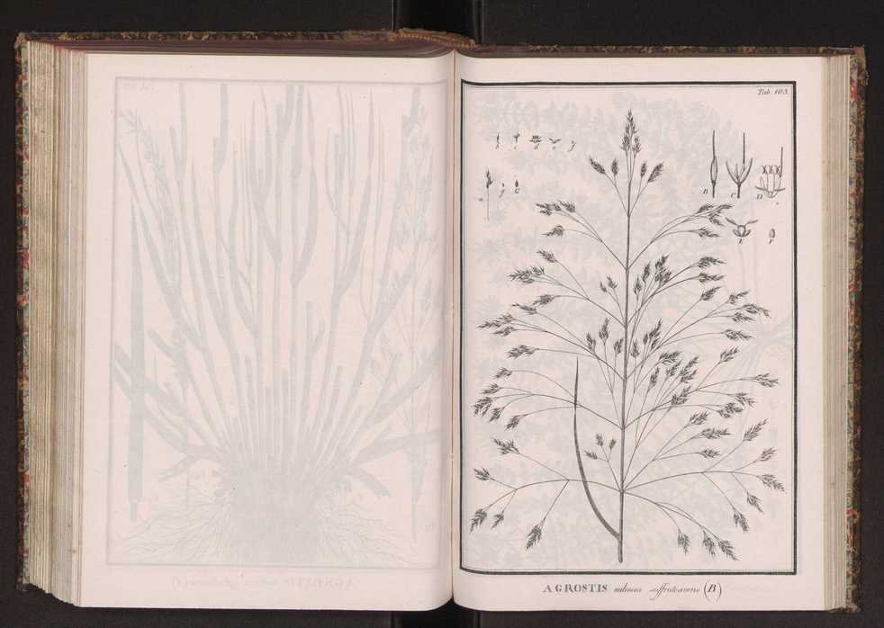 Phytographia lusitaniae selectior, seu novarum rariorum, et aliarum minus cognitarum stirpium, quae in Lusitania sponte' veniunt, ejusdemque floram spectant, descriptiones iconibus illustratae. Vol. 2 236