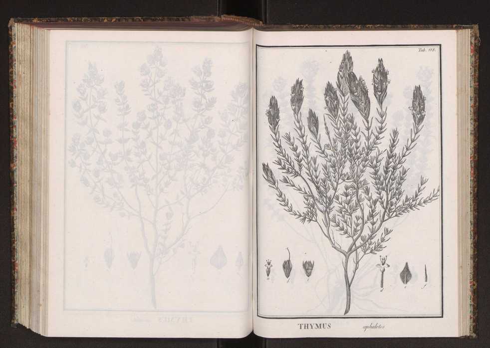 Phytographia lusitaniae selectior, seu novarum rariorum, et aliarum minus cognitarum stirpium, quae in Lusitania sponte' veniunt, ejusdemque floram spectant, descriptiones iconibus illustratae. Vol. 2 251