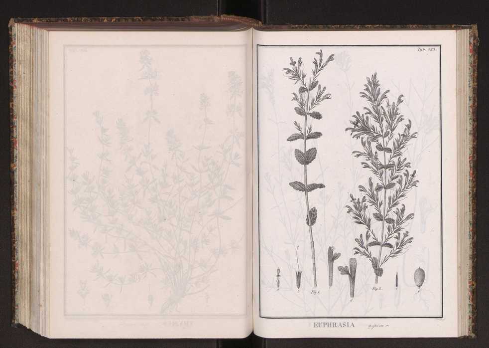 Phytographia lusitaniae selectior, seu novarum rariorum, et aliarum minus cognitarum stirpium, quae in Lusitania sponte' veniunt, ejusdemque floram spectant, descriptiones iconibus illustratae. Vol. 2 256