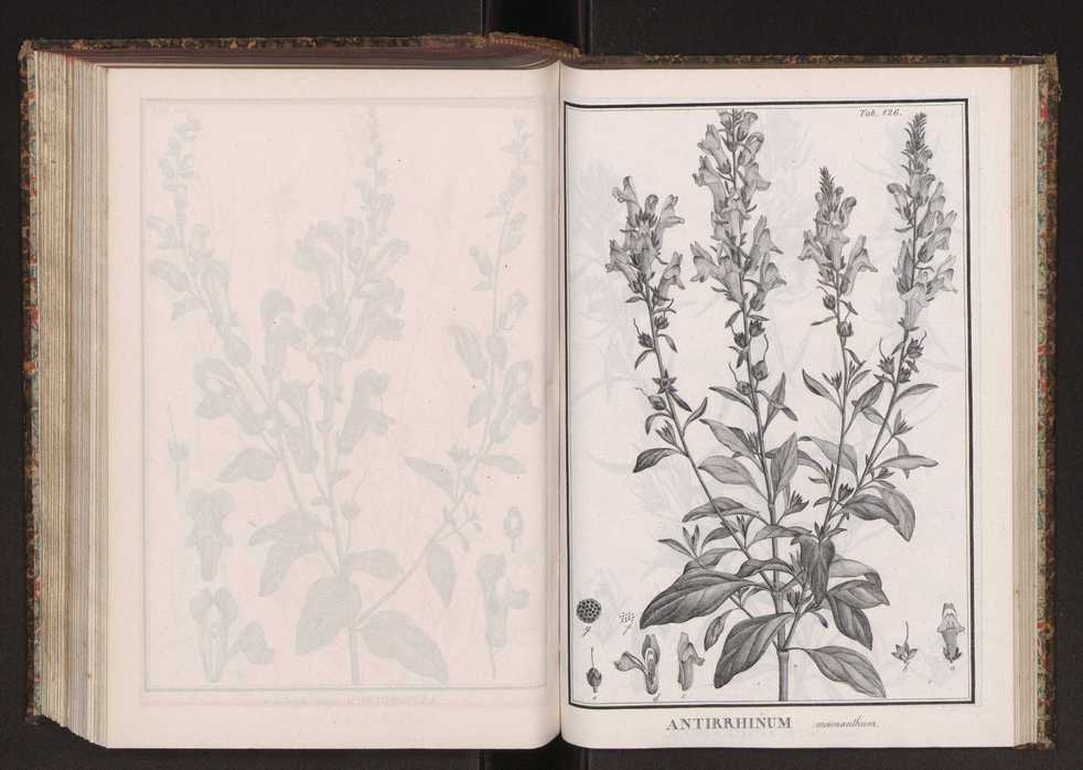 Phytographia lusitaniae selectior, seu novarum rariorum, et aliarum minus cognitarum stirpium, quae in Lusitania sponte' veniunt, ejusdemque floram spectant, descriptiones iconibus illustratae. Vol. 2 259