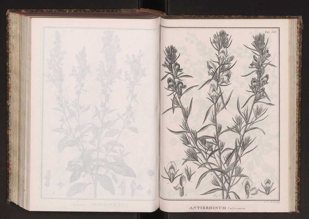 Phytographia lusitaniae selectior, seu novarum rariorum, et aliarum minus cognitarum stirpium, quae in Lusitania sponte' veniunt, ejusdemque floram spectant, descriptiones iconibus illustratae. Vol. 2 260