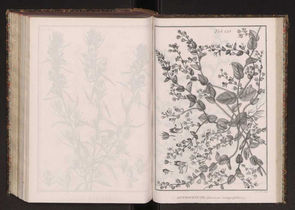 Phytographia lusitaniae selectior, seu novarum rariorum, et aliarum minus cognitarum stirpium, quae in Lusitania sponte' veniunt, ejusdemque floram spectant, descriptiones iconibus illustratae. Vol. 2 261