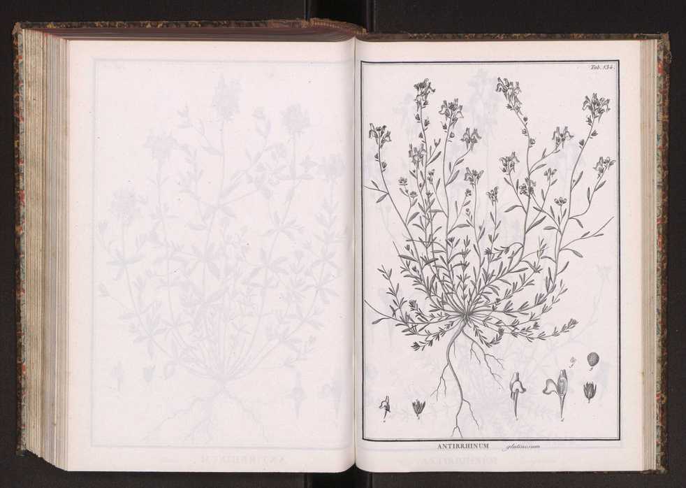 Phytographia lusitaniae selectior, seu novarum rariorum, et aliarum minus cognitarum stirpium, quae in Lusitania sponte' veniunt, ejusdemque floram spectant, descriptiones iconibus illustratae. Vol. 2 267