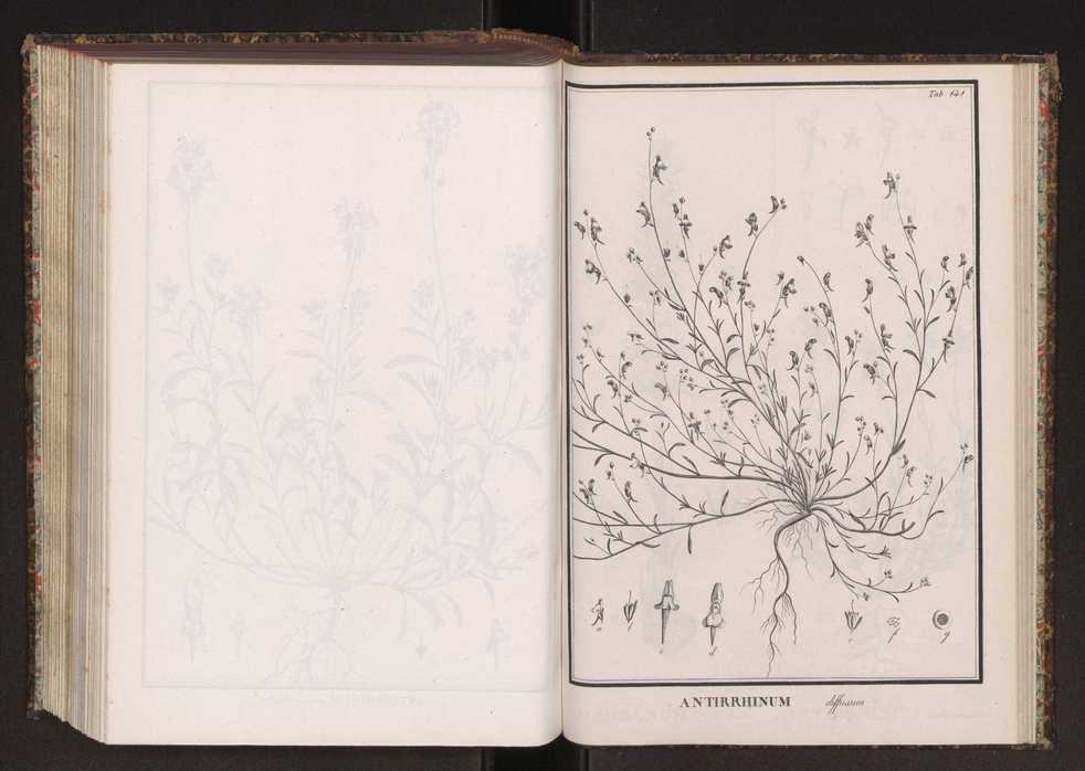 Phytographia lusitaniae selectior, seu novarum rariorum, et aliarum minus cognitarum stirpium, quae in Lusitania sponte' veniunt, ejusdemque floram spectant, descriptiones iconibus illustratae. Vol. 2 274