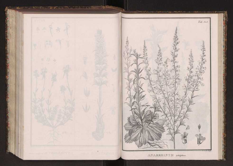 Phytographia lusitaniae selectior, seu novarum rariorum, et aliarum minus cognitarum stirpium, quae in Lusitania sponte' veniunt, ejusdemque floram spectant, descriptiones iconibus illustratae. Vol. 2 276