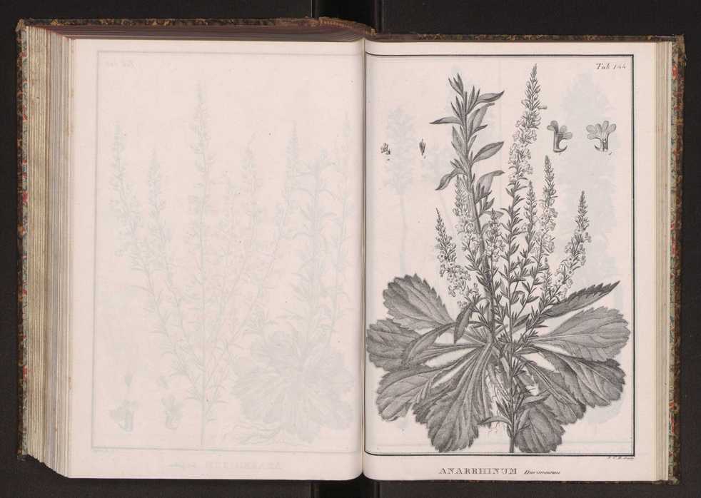 Phytographia lusitaniae selectior, seu novarum rariorum, et aliarum minus cognitarum stirpium, quae in Lusitania sponte' veniunt, ejusdemque floram spectant, descriptiones iconibus illustratae. Vol. 2 277