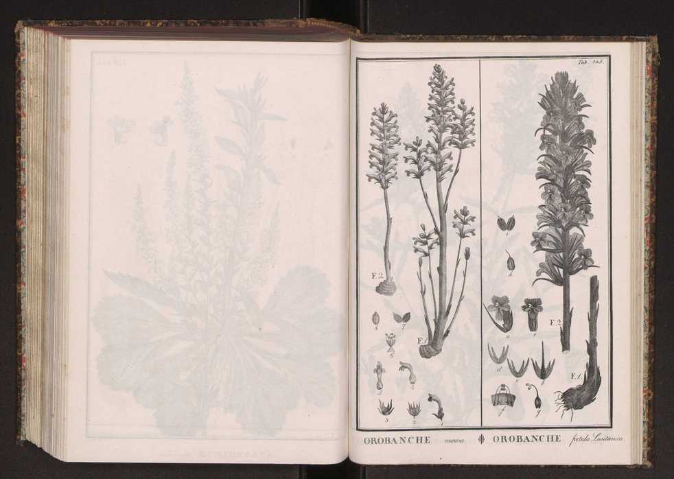 Phytographia lusitaniae selectior, seu novarum rariorum, et aliarum minus cognitarum stirpium, quae in Lusitania sponte' veniunt, ejusdemque floram spectant, descriptiones iconibus illustratae. Vol. 2 278