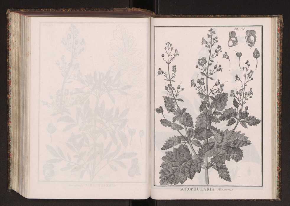 Phytographia lusitaniae selectior, seu novarum rariorum, et aliarum minus cognitarum stirpium, quae in Lusitania sponte' veniunt, ejusdemque floram spectant, descriptiones iconibus illustratae. Vol. 2 281