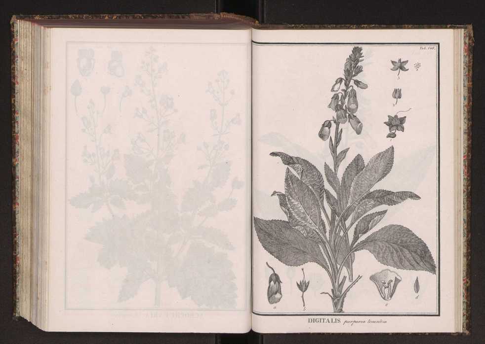 Phytographia lusitaniae selectior, seu novarum rariorum, et aliarum minus cognitarum stirpium, quae in Lusitania sponte' veniunt, ejusdemque floram spectant, descriptiones iconibus illustratae. Vol. 2 282