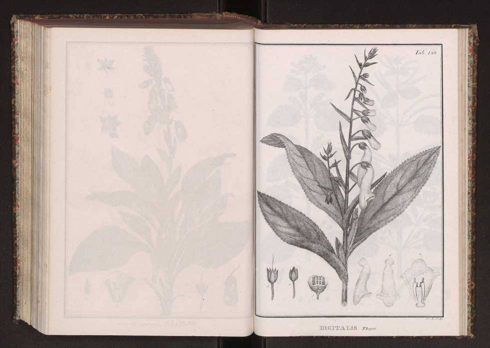 Phytographia lusitaniae selectior, seu novarum rariorum, et aliarum minus cognitarum stirpium, quae in Lusitania sponte' veniunt, ejusdemque floram spectant, descriptiones iconibus illustratae. Vol. 2 283